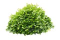 Green bush isolated on white background. Royalty Free Stock Photo