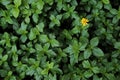 Green bush leaf with one small yellow flower for background Royalty Free Stock Photo