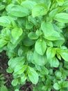 Green bush leaves