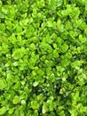 Green bush leaves wall background Royalty Free Stock Photo