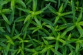 Green bush leaves wall background Royalty Free Stock Photo