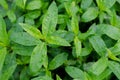 Green bush leaves wall background Royalty Free Stock Photo