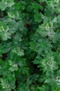 Green bush leaves wall background Royalty Free Stock Photo