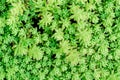 Green bush leaves wall background Royalty Free Stock Photo