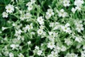 Green bush leaves wall background Royalty Free Stock Photo