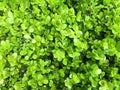 Green bush leaves wall background Royalty Free Stock Photo