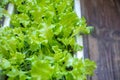 Green bush lettuce close up in a pot for growing at home plants.Selective focus, Royalty Free Stock Photo