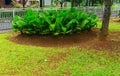 Green bush in the middle of grass field photo taken in Jakarta Indonesia Royalty Free Stock Photo