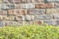 Green bush near blurred brick wall