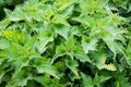 Green bush nettle, top view. Nettle is a medicinal plant_