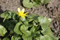 green bush with one yellow flower in spring Royalty Free Stock Photo