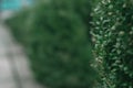 Green bush in a park with a blurred background Royalty Free Stock Photo