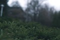 Green bush in a park with a blurred background Royalty Free Stock Photo