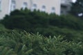 Green bush in a park with a blurred background Royalty Free Stock Photo