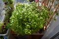 Green bush of pelargonium grandiflorum in small garden on the balcony. Top view on potted plants