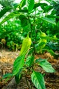 Green bush with green pepper. Cultivation of pepper. Pepper plant close-up Royalty Free Stock Photo