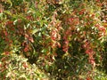 Green bush with pink berries