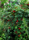 The green bush with red berries in the forest. Royalty Free Stock Photo