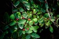 Green bush with red berries, plant with fruits