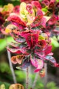 Green bush with red flowers