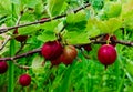 Green Bush with red ripe gooseberries on the branches Royalty Free Stock Photo