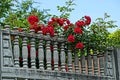 Green bush with red roses on a gray concrete old fence Royalty Free Stock Photo