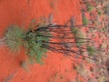 Green bush in the red sand of desert