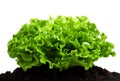Green bush of salad on soil humus bed