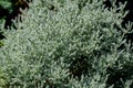 Green bush of Santolina chamaecyparissus plant, commonly known as cotton lavender or lavender-cotton, in a sunny summer garden Royalty Free Stock Photo