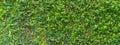 Green Bush Seamless Tileable Texture Royalty Free Stock Photo