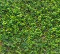 Green Bush. Seamless Tileable Texture Royalty Free Stock Photo