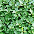 Green Bush. Royalty Free Stock Photo