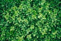 Green Bush. Seamless Tileable Royalty Free Stock Photo