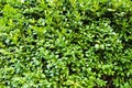 Green Bush Texture