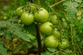 Green tomatoes on a bush in the garden