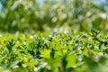Green bush wall background. Lush fooliage. Shallow depth of field Royalty Free Stock Photo
