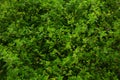 Green bush wall background Royalty Free Stock Photo