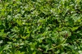 Green bush wall background texture. Lush fooliage Royalty Free Stock Photo