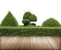 Green bush with wall and flooring wood. Royalty Free Stock Photo