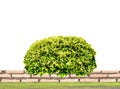 Green bush or wall of shrubs isolated on white background. Green leaves wall with clipping path Royalty Free Stock Photo