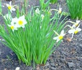 Green bush with white flowers. Around the brown earth. Leaves thin and long tending towards the sun. Flowers, as if offended, lea