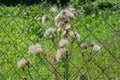Green bush of a wild burdock plant with dry gray buds in fluff Royalty Free Stock Photo