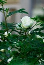 Green bush of wild rose hips with white flowers on a bright sunny day Royalty Free Stock Photo