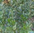 Green bush of wild winter blueberries. Royalty Free Stock Photo
