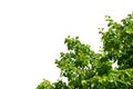 Green bush with young juicy leaves and lush branches isolated.