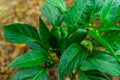 Green bush with young pepper. View from above Royalty Free Stock Photo