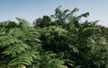 Green bushes and a bright blue sky. Dense thickets of ferns in the forest. Wild forest green densely growing plant Royalty Free Stock Photo