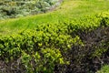 Green bushes and flowers in the flower bed Royalty Free Stock Photo