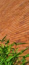 Green bushes in front of brick wall