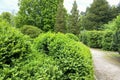 Green bushes. Garden or the park, ornamental plant. Walking in a park with trees all around